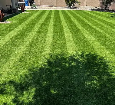 Dino Turf artificial turf power broom fluff process